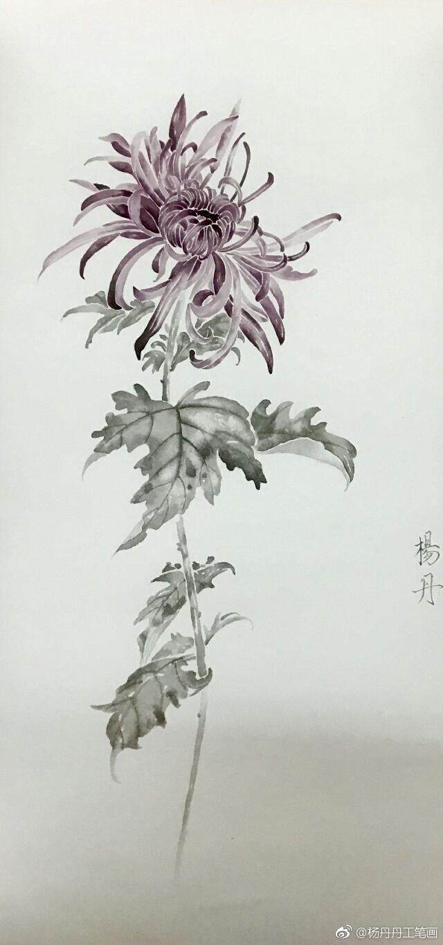 没骨菊花小品