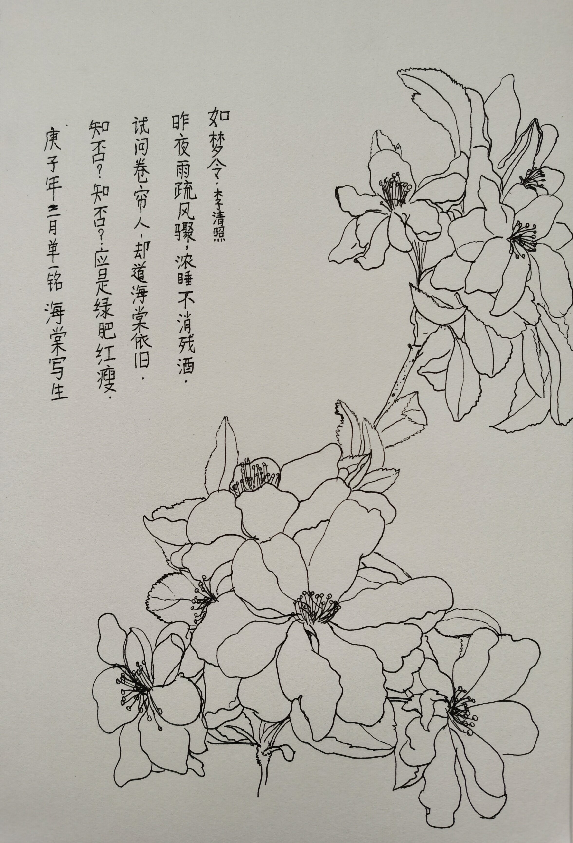 海棠树铅笔画图片