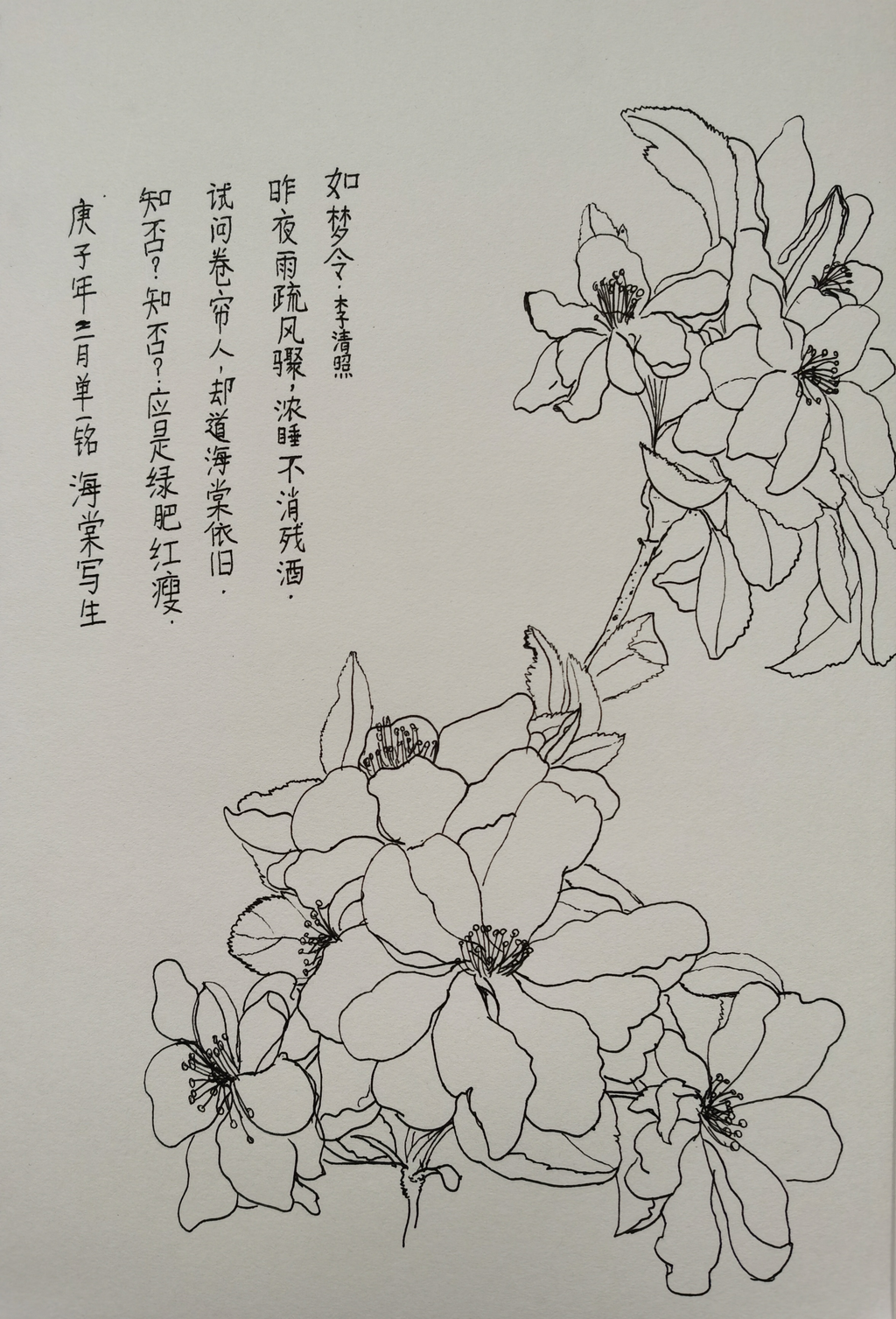 海棠怎么画素描图片